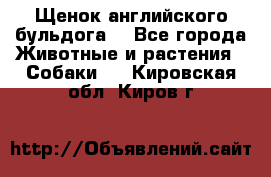 Щенок английского бульдога  - Все города Животные и растения » Собаки   . Кировская обл.,Киров г.